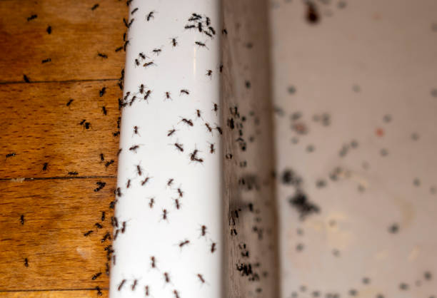 Best Pest Removal Services  in Schnecksville, PA